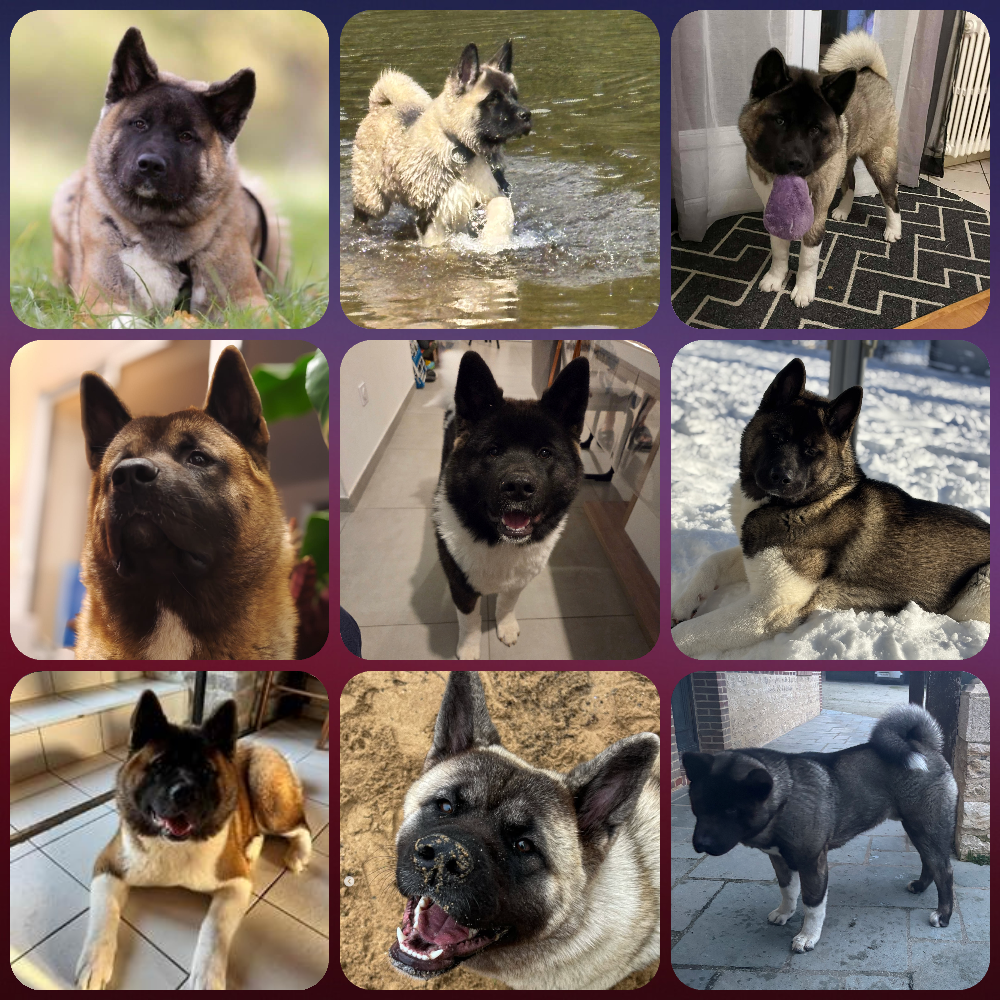 Petit chien deviendra grand ❤