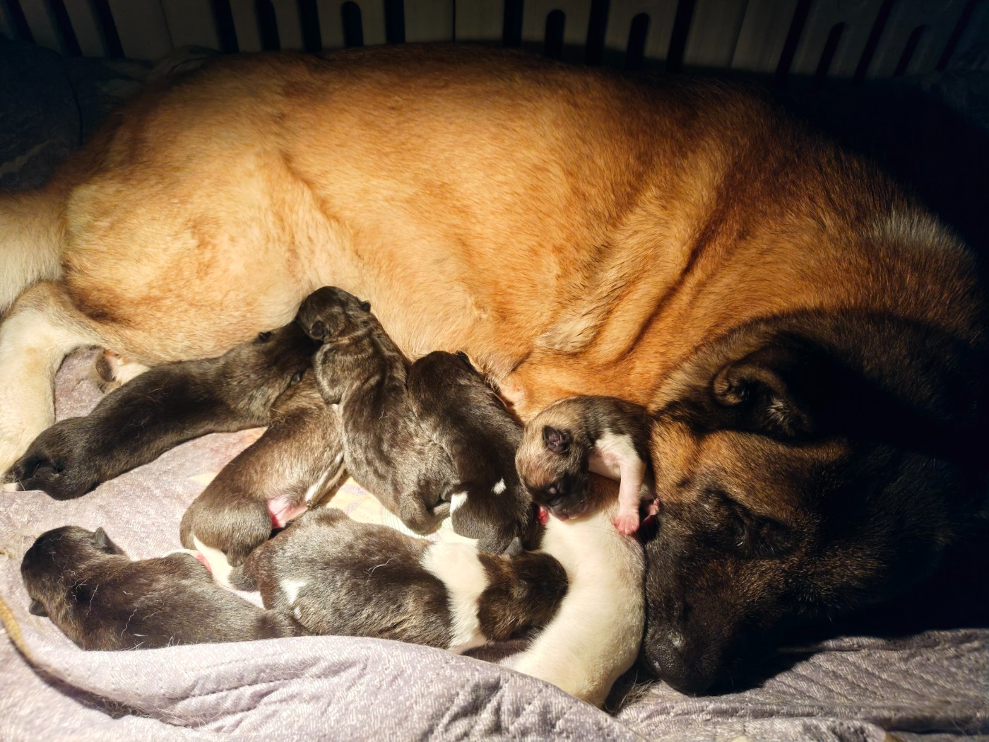 Naissance 2026 ! 🐾