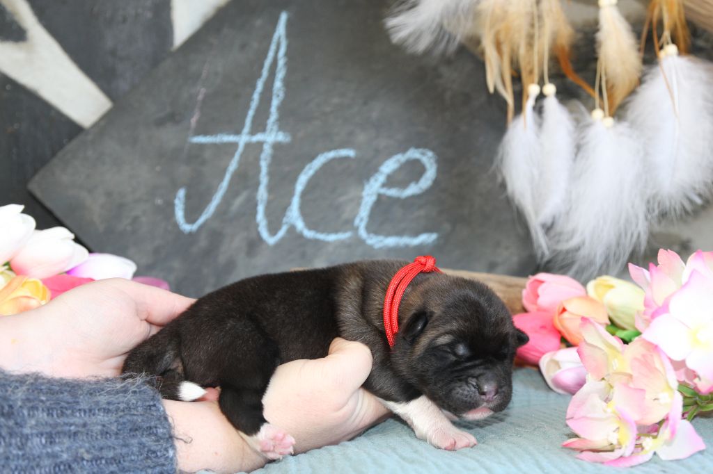 Ace