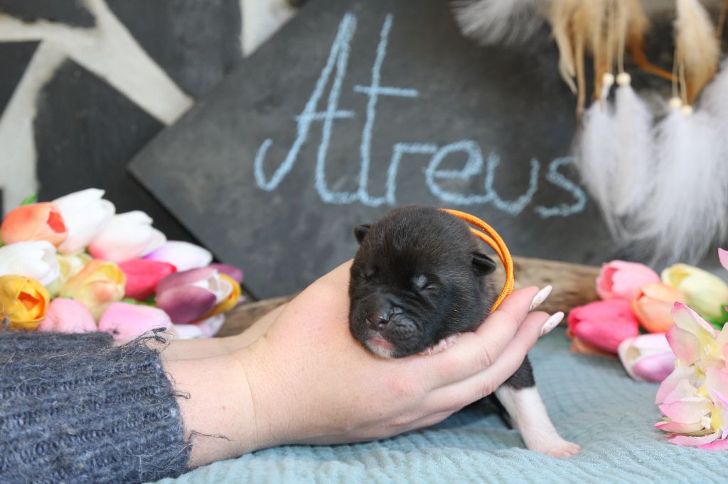 Atreus