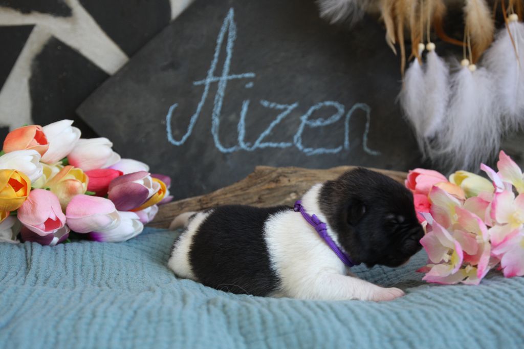 Aizen