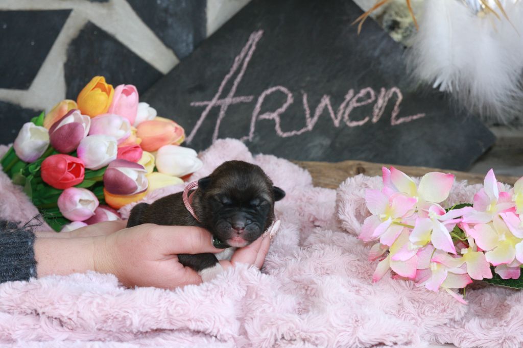 Arwen