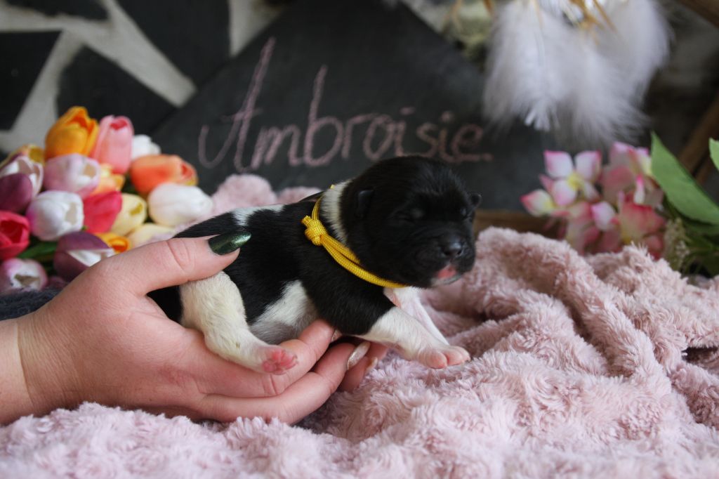 Ambroisie