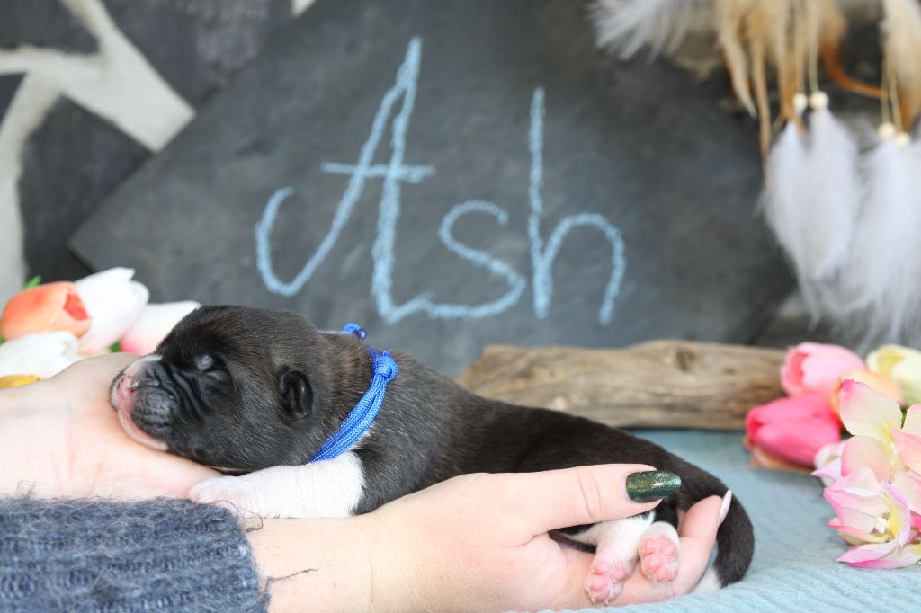 Ash