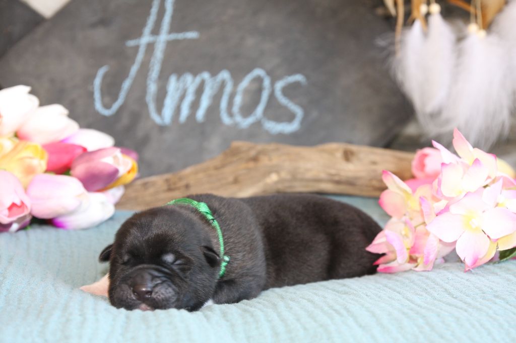 Amos