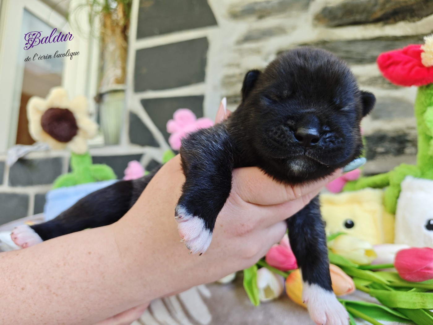 De L'Ecrin Bucolique - Chiots disponibles - Akita americain