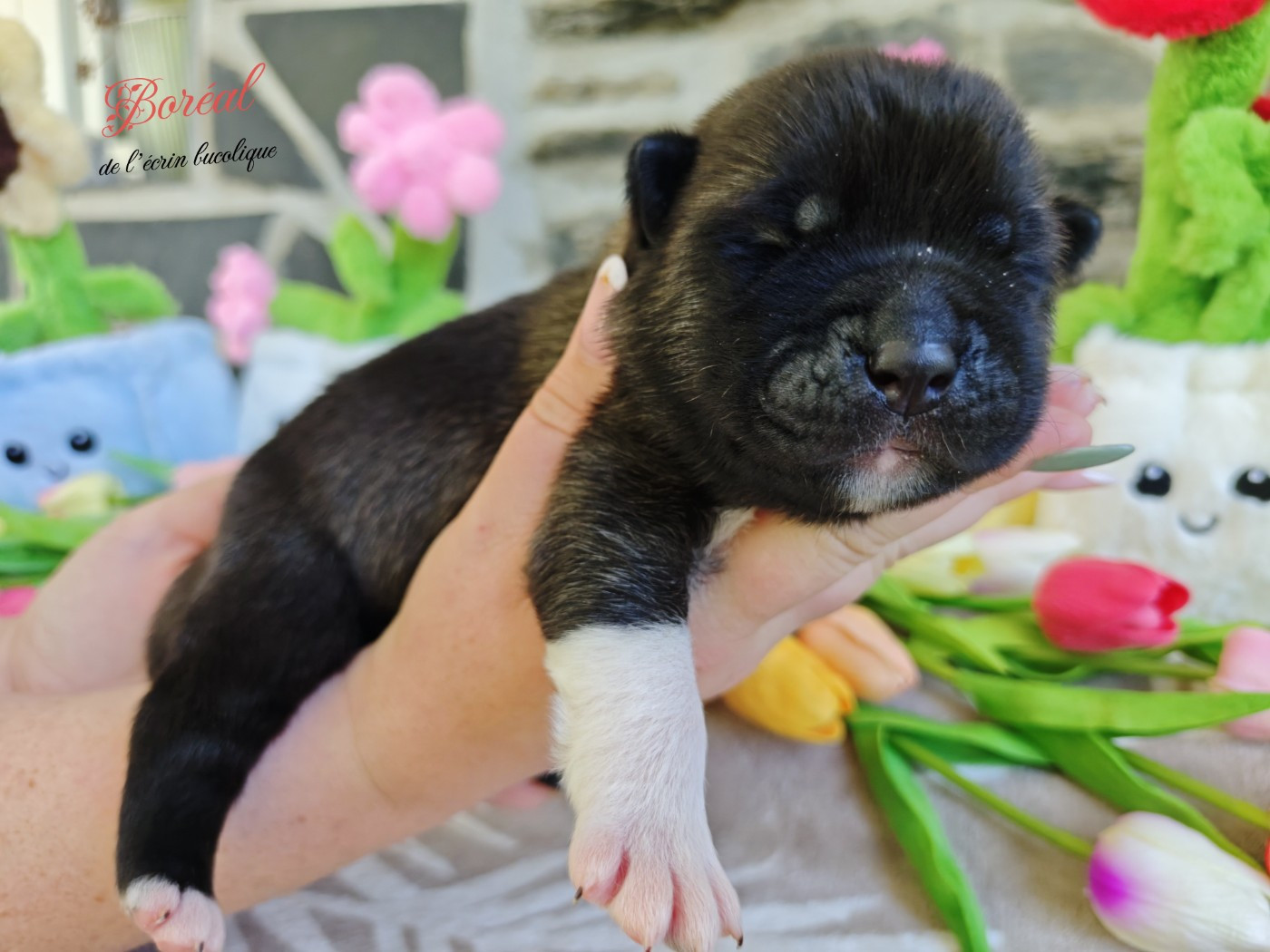 De L'Ecrin Bucolique - Chiots disponibles - Akita americain