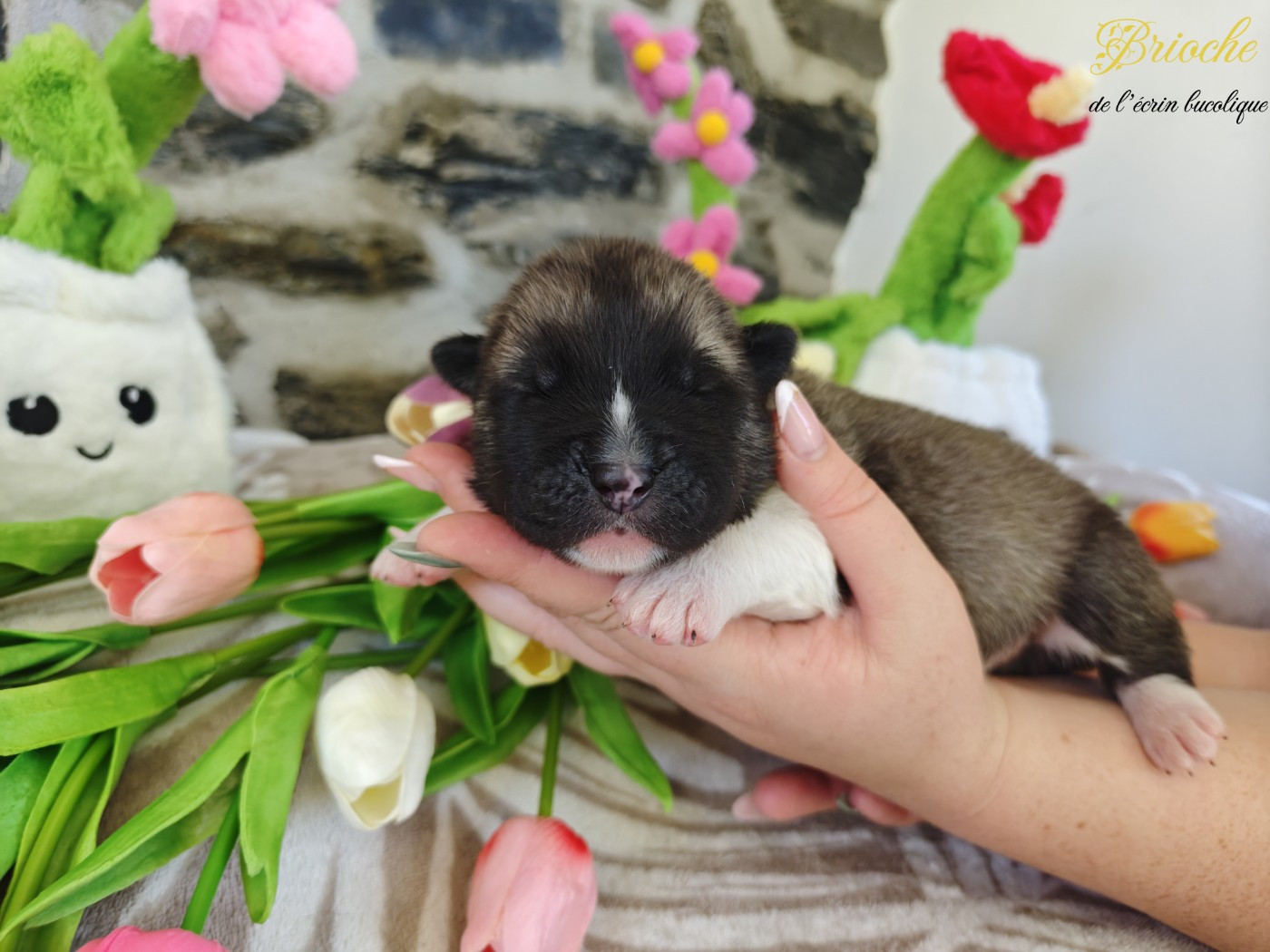 De L'Ecrin Bucolique - Chiots disponibles - Akita americain