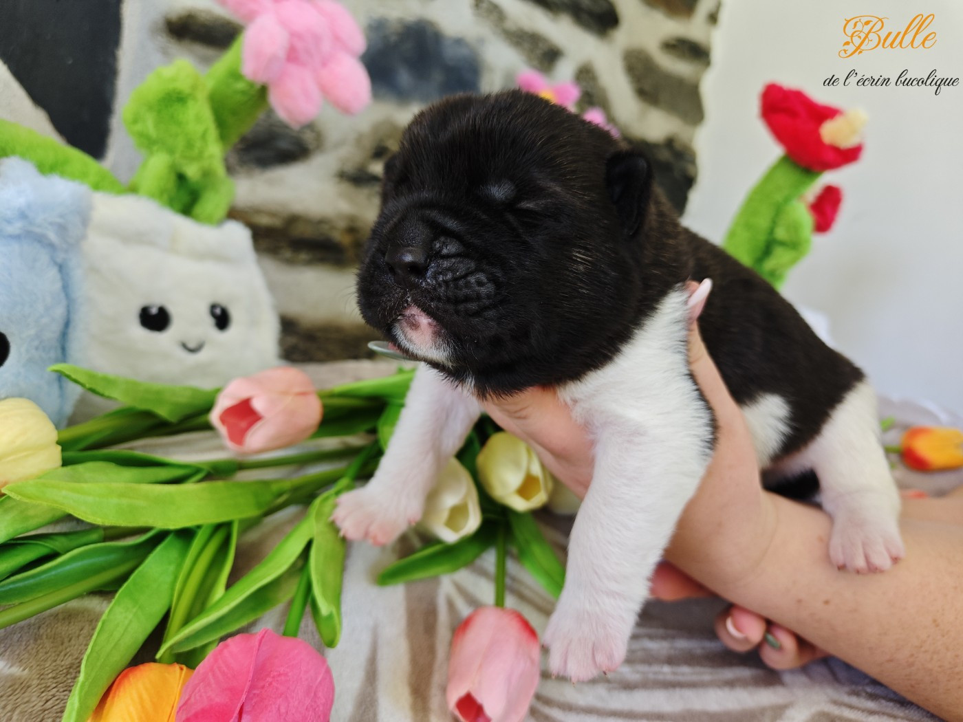 De L'Ecrin Bucolique - Chiots disponibles - Akita americain