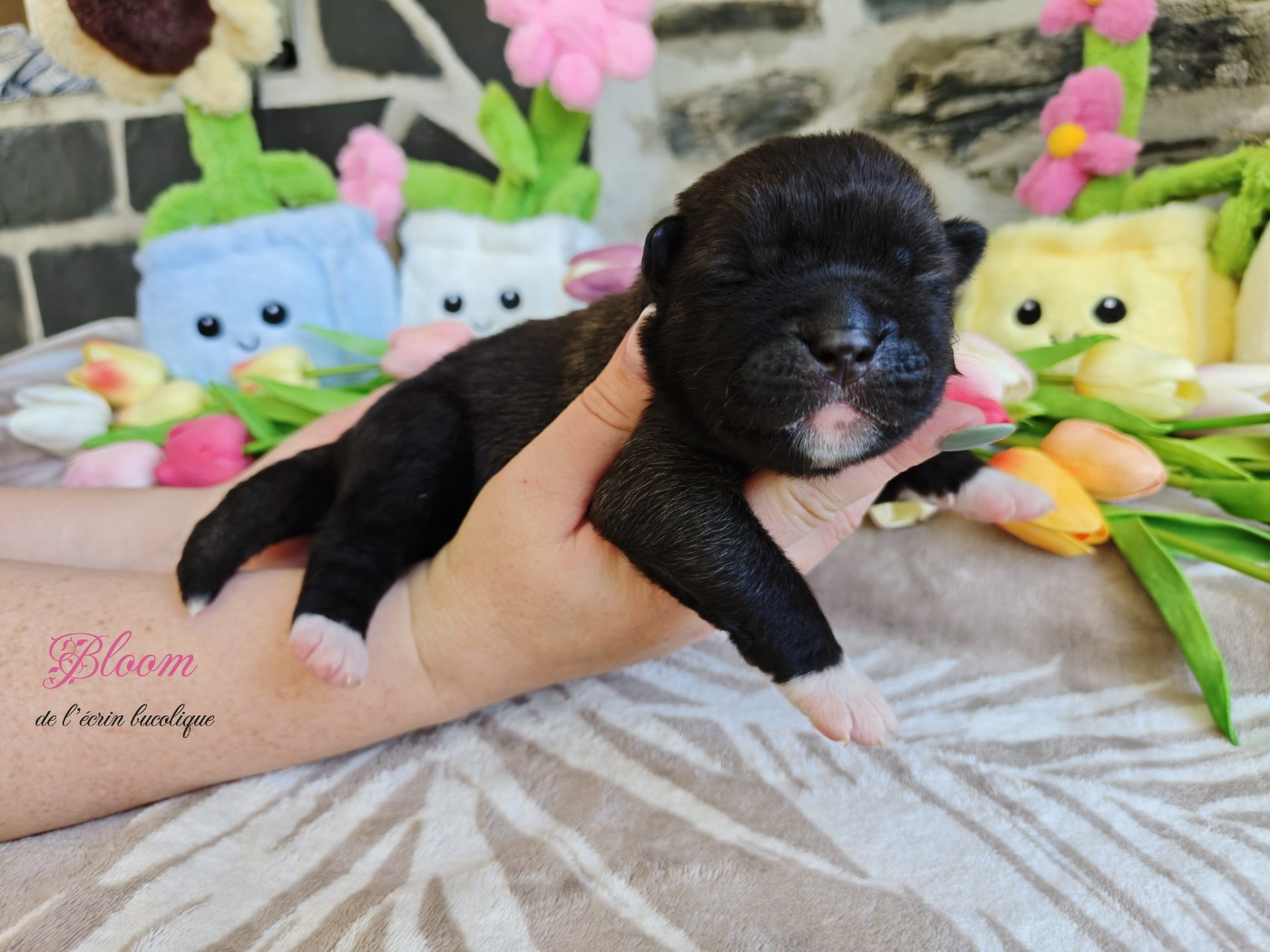 De L'Ecrin Bucolique - Chiots disponibles - Akita americain