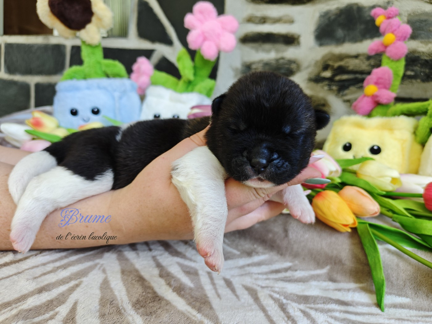 De L'Ecrin Bucolique - Chiots disponibles - Akita americain