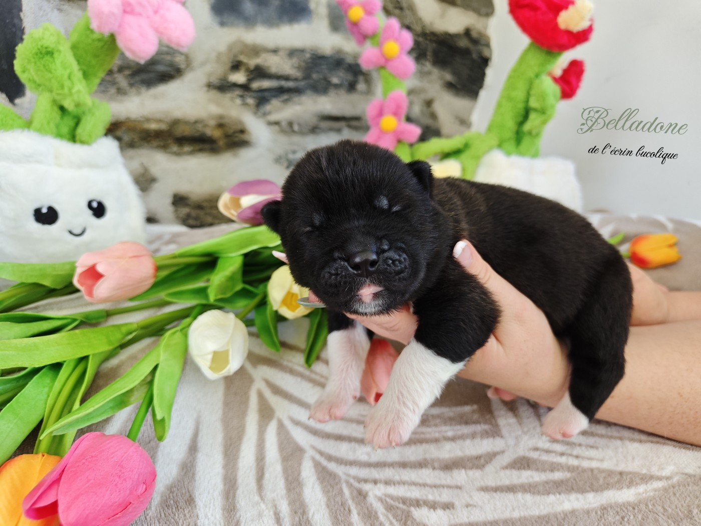 De L'Ecrin Bucolique - Chiots disponibles - Akita americain