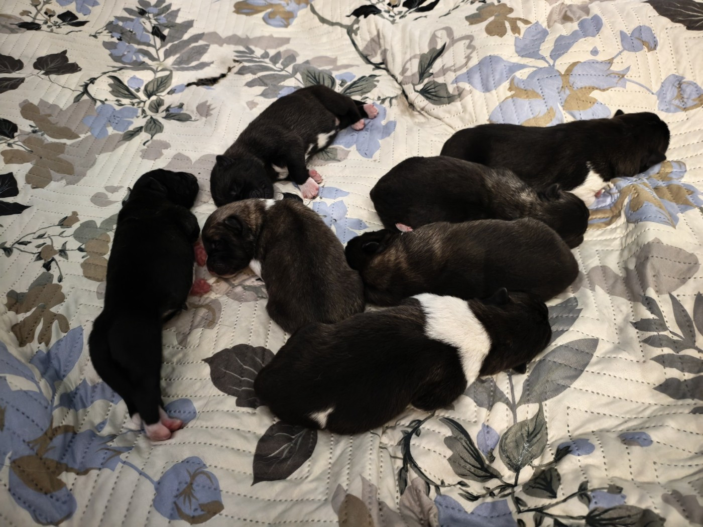 Chiot Akita americain De L'Ecrin Bucolique