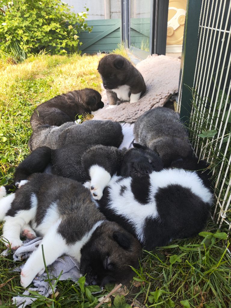 Chiot Akita americain De L'Ecrin Bucolique