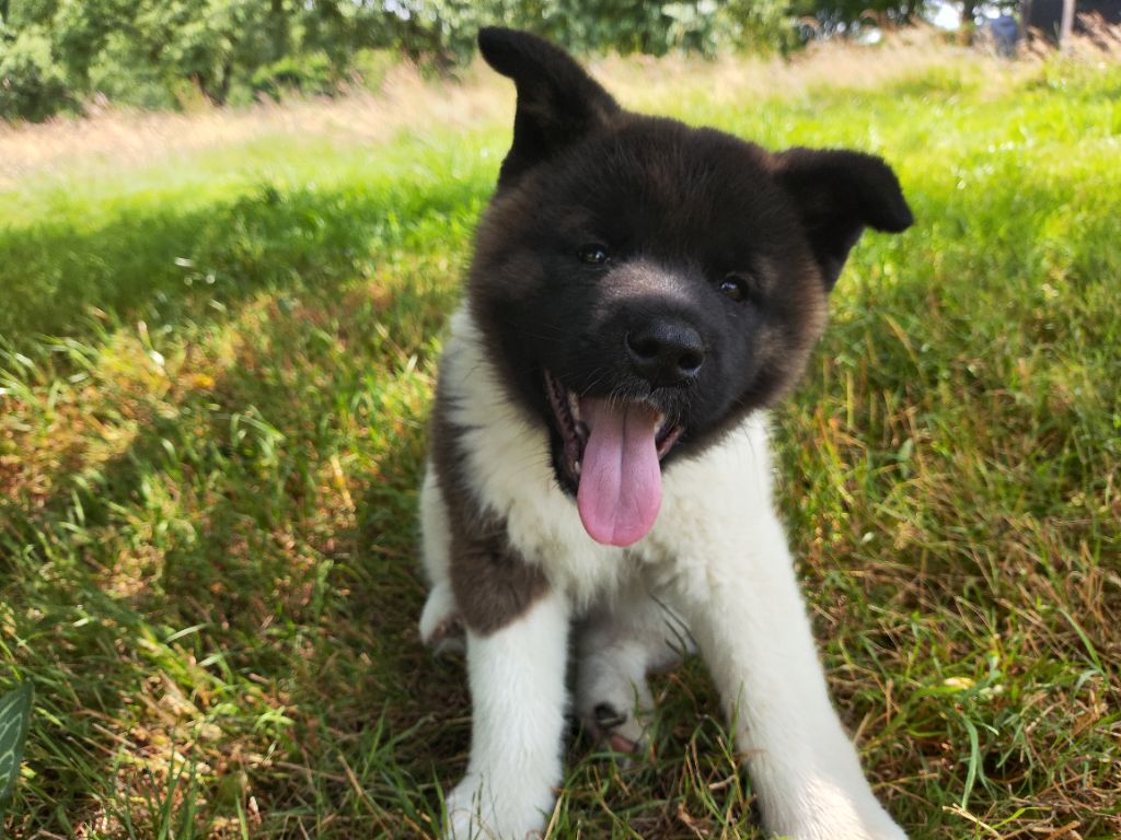 De L'Ecrin Bucolique - Chiots disponibles - Akita americain