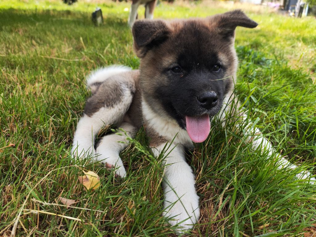 De L'Ecrin Bucolique - Chiots disponibles - Akita americain