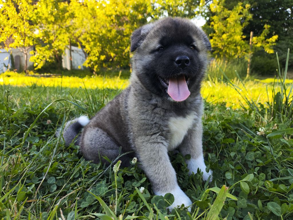 De L'Ecrin Bucolique - Chiots disponibles - Akita americain