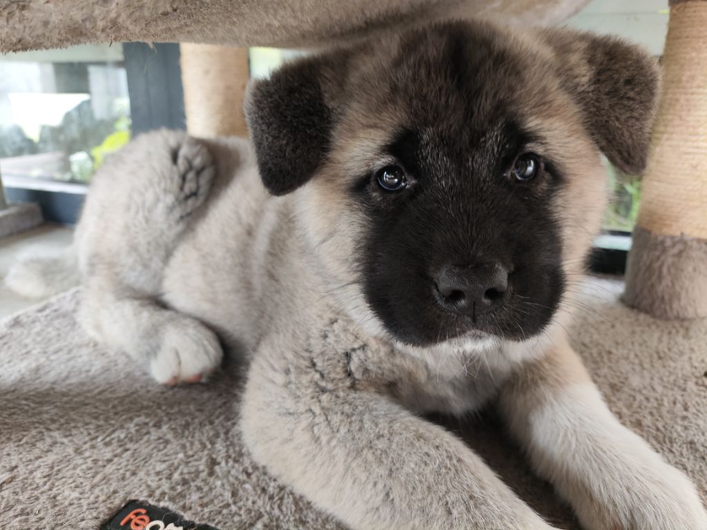 De L'Ecrin Bucolique - Chiots disponibles - Akita americain