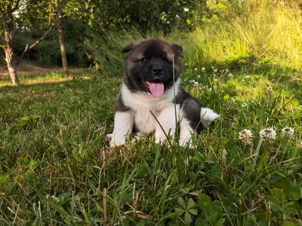 De L'Ecrin Bucolique - Chiots disponibles - Akita americain