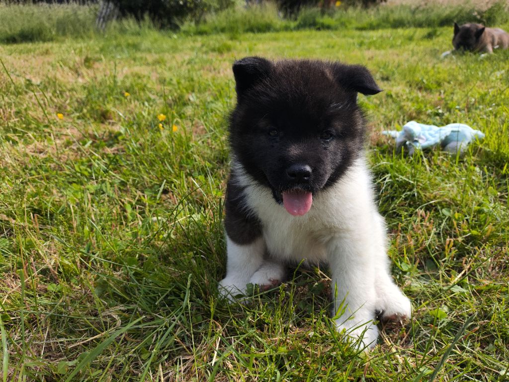 De L'Ecrin Bucolique - Chiots disponibles - Akita americain
